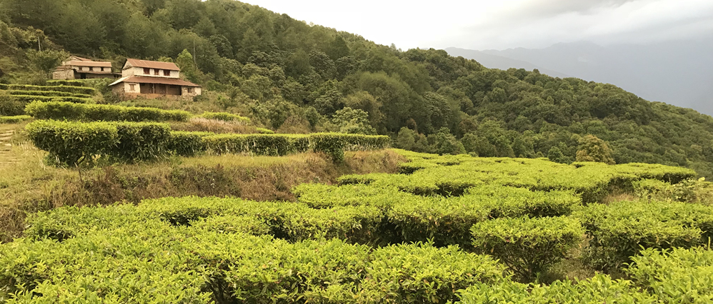 Tea Garden in Lwang Home Stay Village.