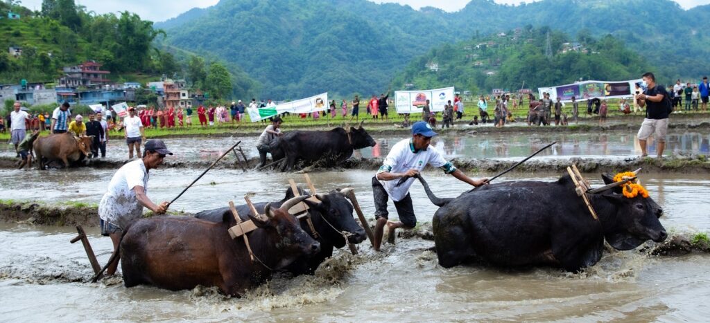 Foreign and local participants enjoy mud games and rice planting at the National Rice Plantation Festival. Doing hali.