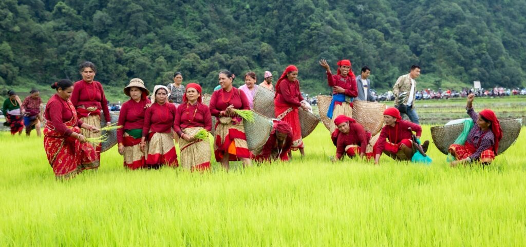 Foreign and local participants enjoy mud games and rice planting at the National Rice Plantation Festival. Doing Ropai.